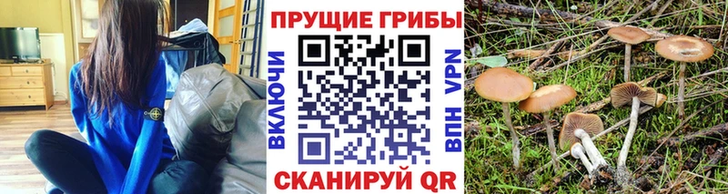 хочу   Калязин  darknet формула  Псилоцибиновые грибы Magic Shrooms 